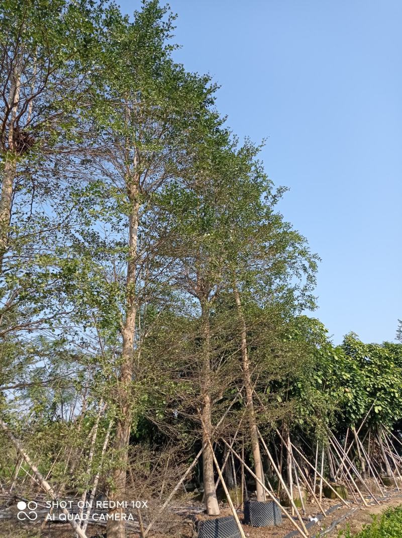 小叶榄仁