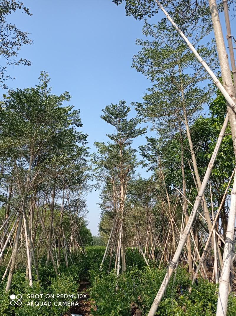 小叶榄仁