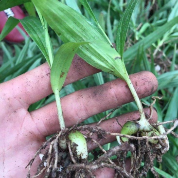 紫花中叶白芨训化苗，苗龄两年