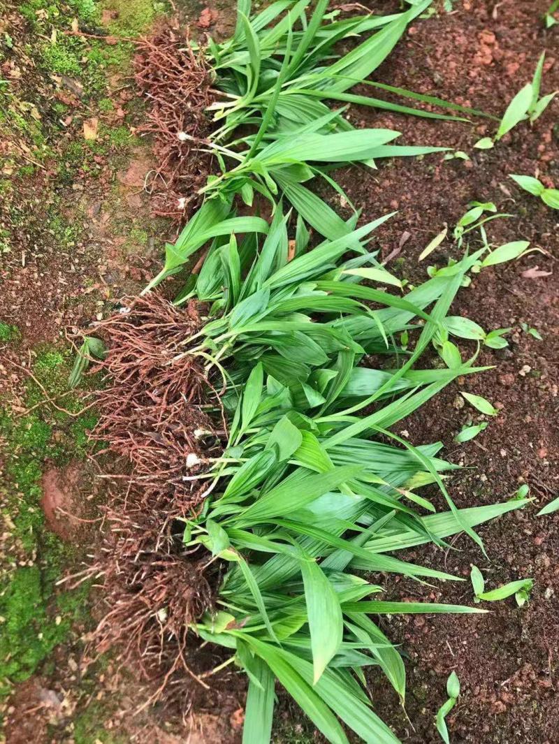 紫花中叶白芨训化苗，苗龄两年