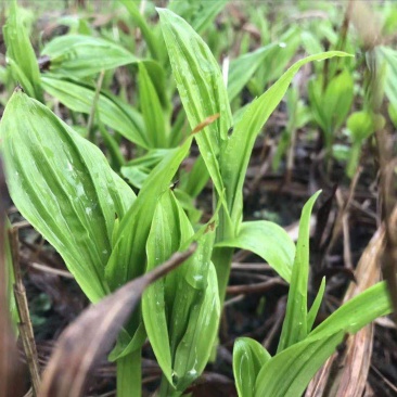 紫花宽叶三叉大白芨训化苗，苗龄两年以上
