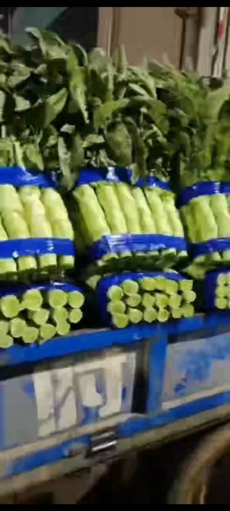 红叶香莴苣-视频看货-基地直供-量大从优。