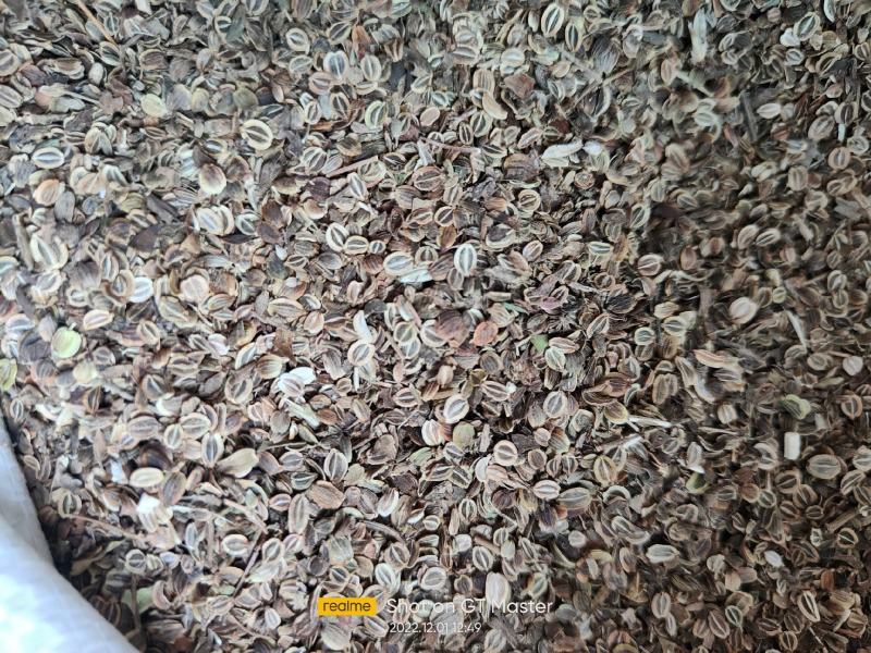 前胡子白花前胡中药材种植价格优品种纯林下套种