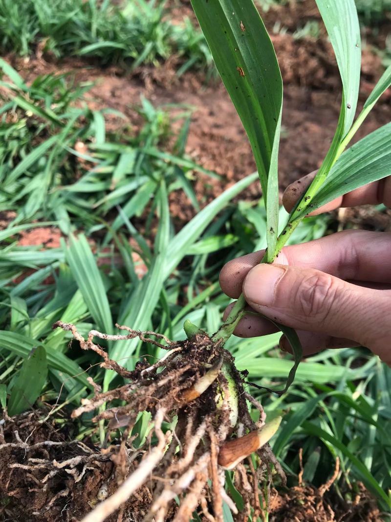 紫花宽叶三叉大白芨训化苗，苗龄两年以上
