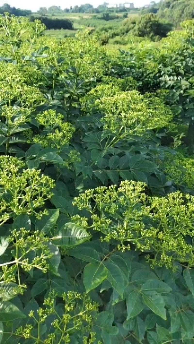 蔓荆子，枳壳苗，吴茱萸苗