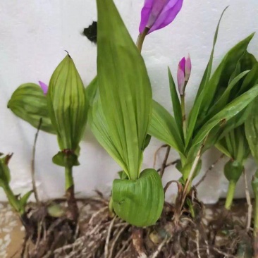 紫花三叉大白芨露天训化苗，苗龄三年以上
