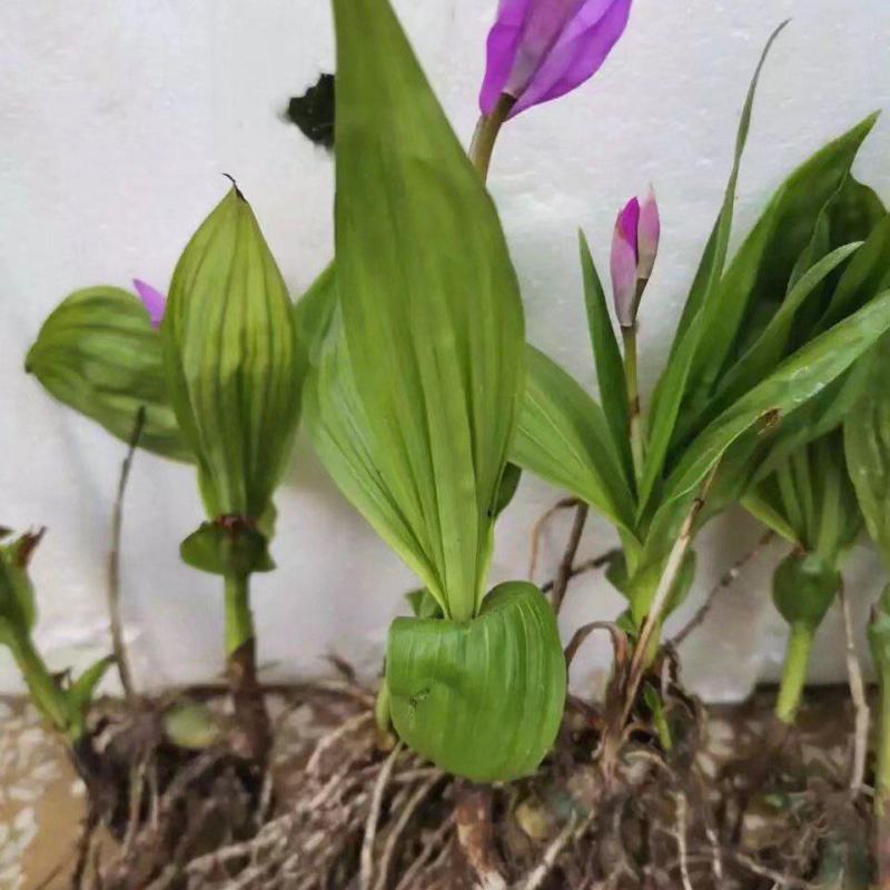 紫花三叉大白芨露天训化苗，苗龄三年以上