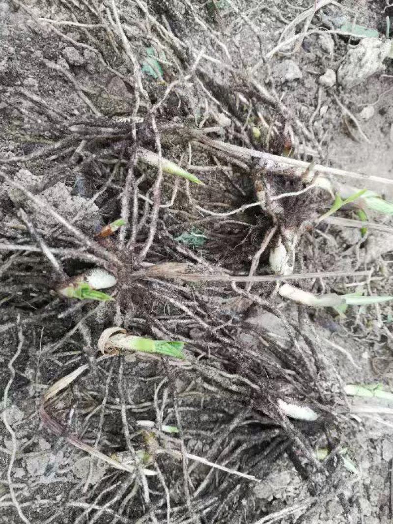 紫花三叉大白芨露天训化苗，苗龄三年以上