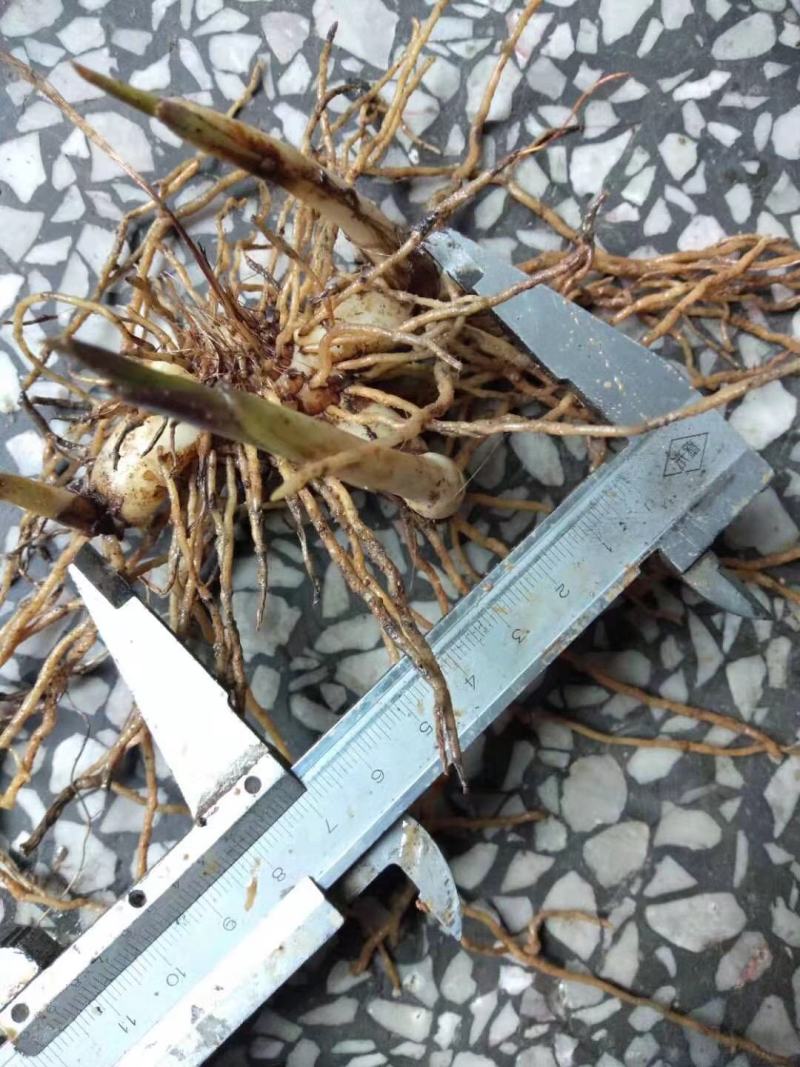 紫花三叉大白芨露天训化苗，苗龄三年以上