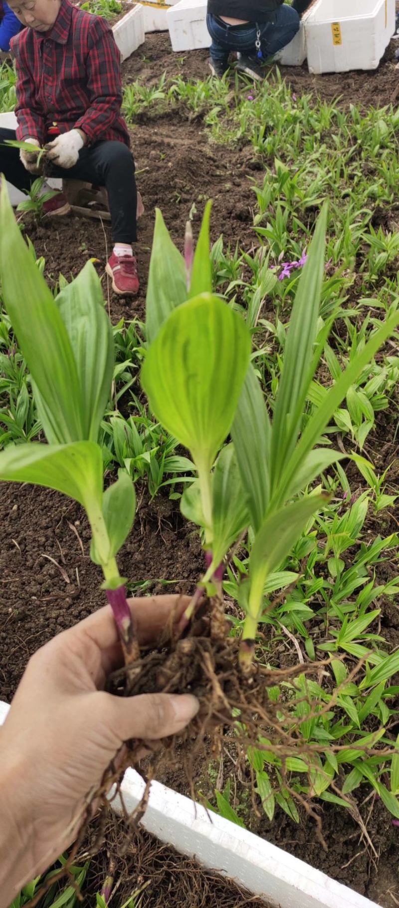 紫花三叉大白芨露天训化苗，苗龄三年以上