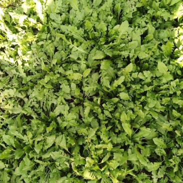 野生芨芨菜