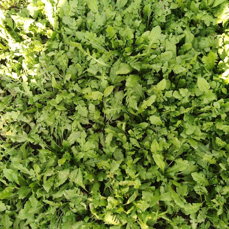 野生芨芨菜