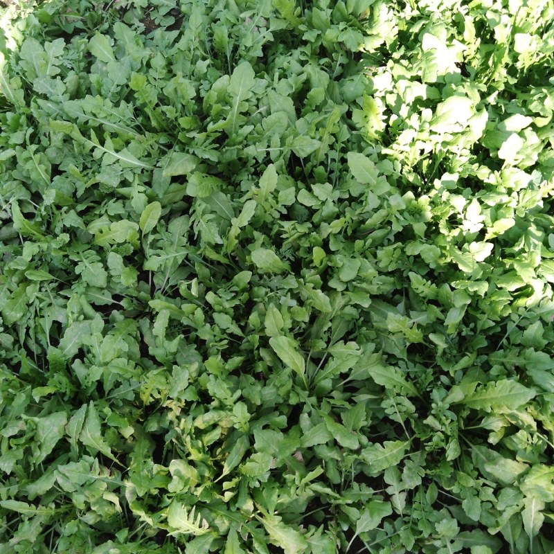 野生芨芨菜
