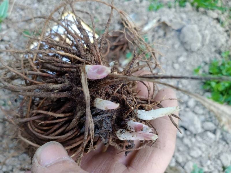 黑皮朱砂点北苍术，一到三年籽育苗