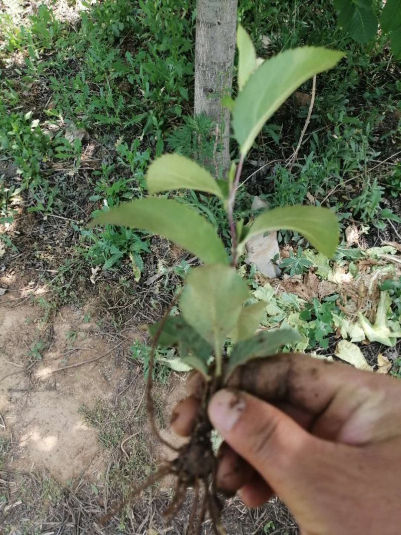 黑皮朱砂点北苍术，一到三年籽育苗