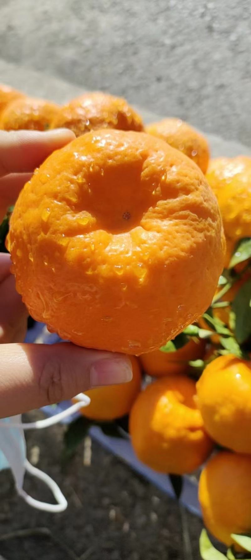 碰柑