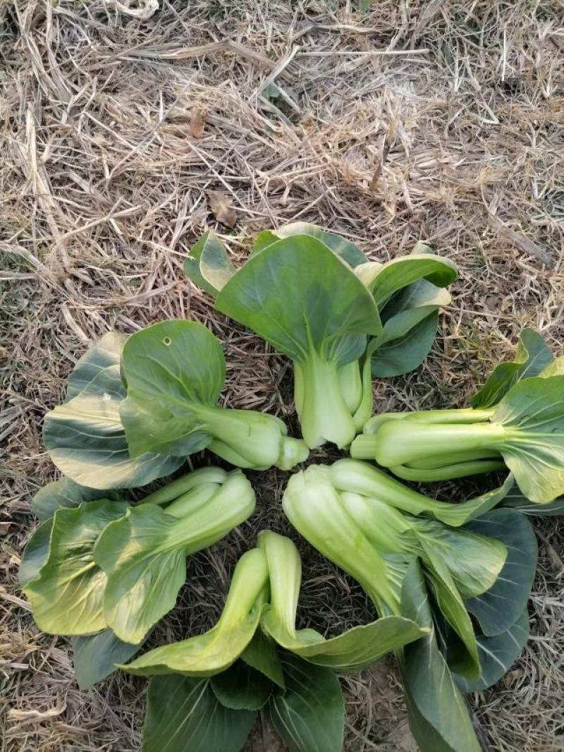苏州青大量有货，基地供应，每天5万斤，欢迎来电骚扰
