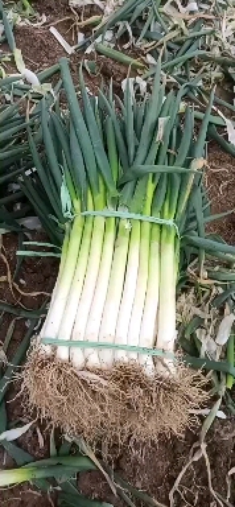 精品大葱