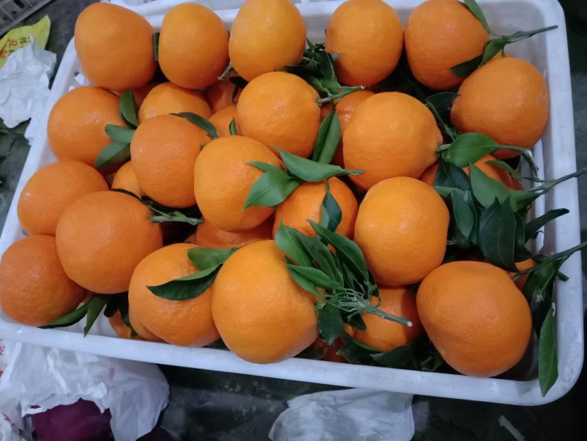 新鲜采摘的爱媛橙,果皮光滑色泽鲜艳 爱媛橙实物图