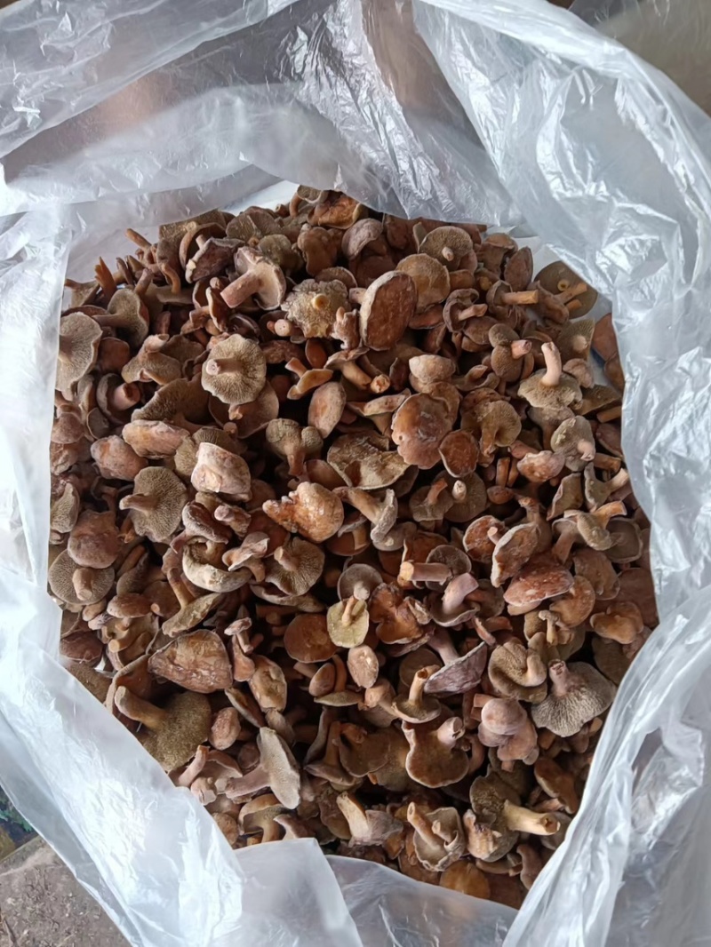 云南特产红乳牛肝菌冰冻松乳菌老家产地货源量大从优