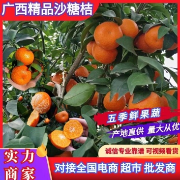 正宗广西沙糖桔，盖膜果园，产地直发，诚信经营，随行就市