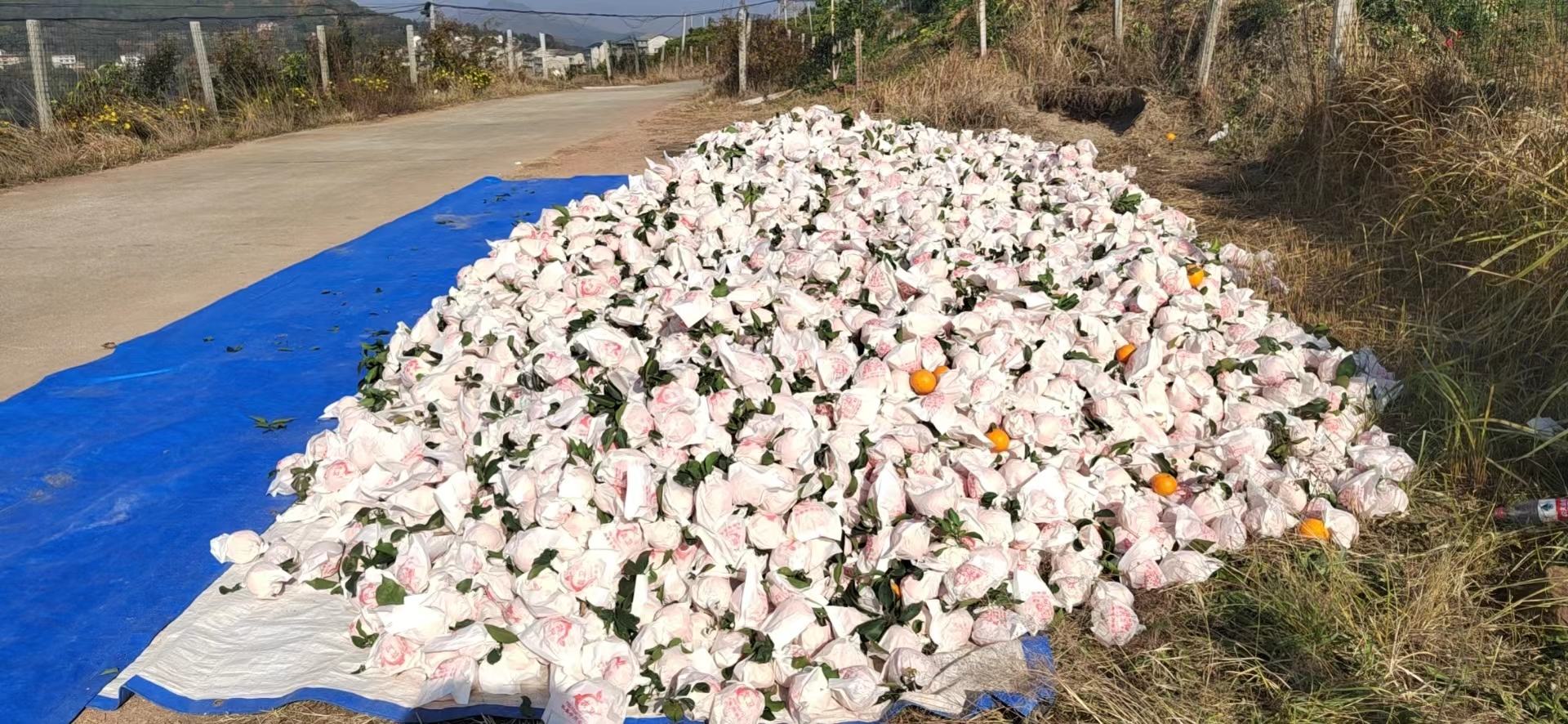 爱媛38号包装与销售场景