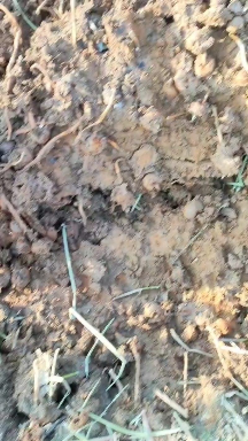 毛马蹄