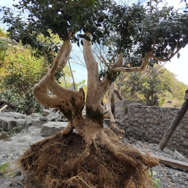 下山桩黄杨木