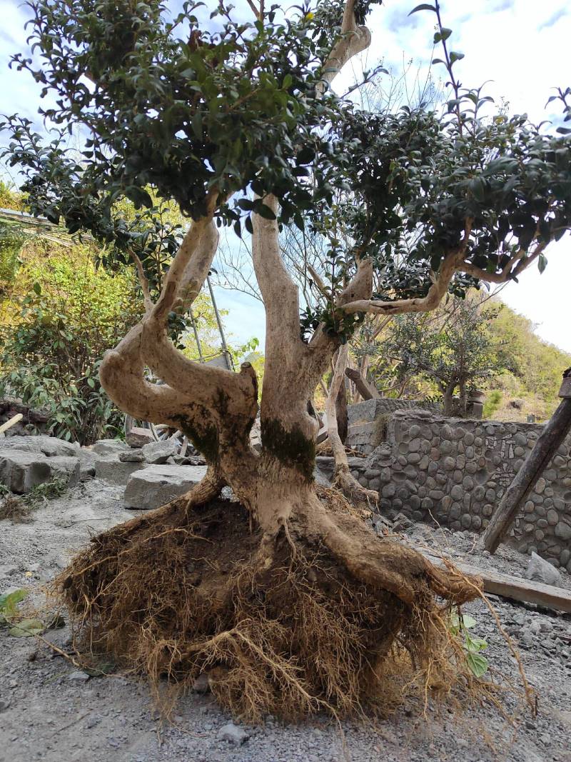 下山桩黄杨木