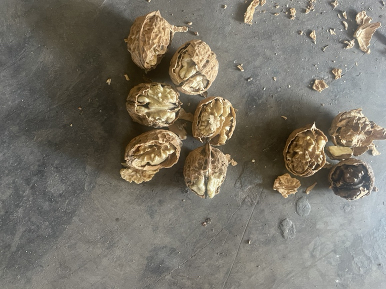 薄皮核桃实物展示