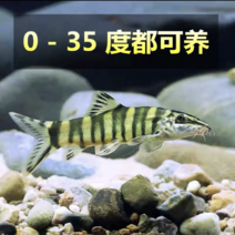 桂林漓江河沙鳅鱼