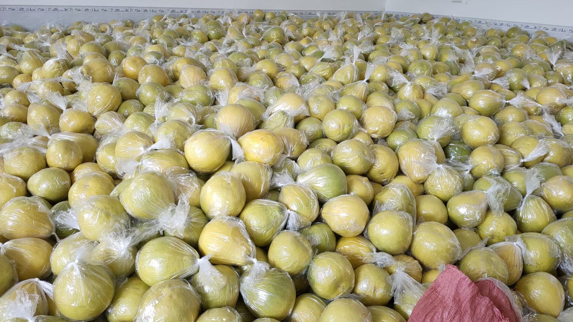 山姆门店顾客正在挑选柚子,展示其新鲜度与销售场景 山姆门店顾客选购柚子场景