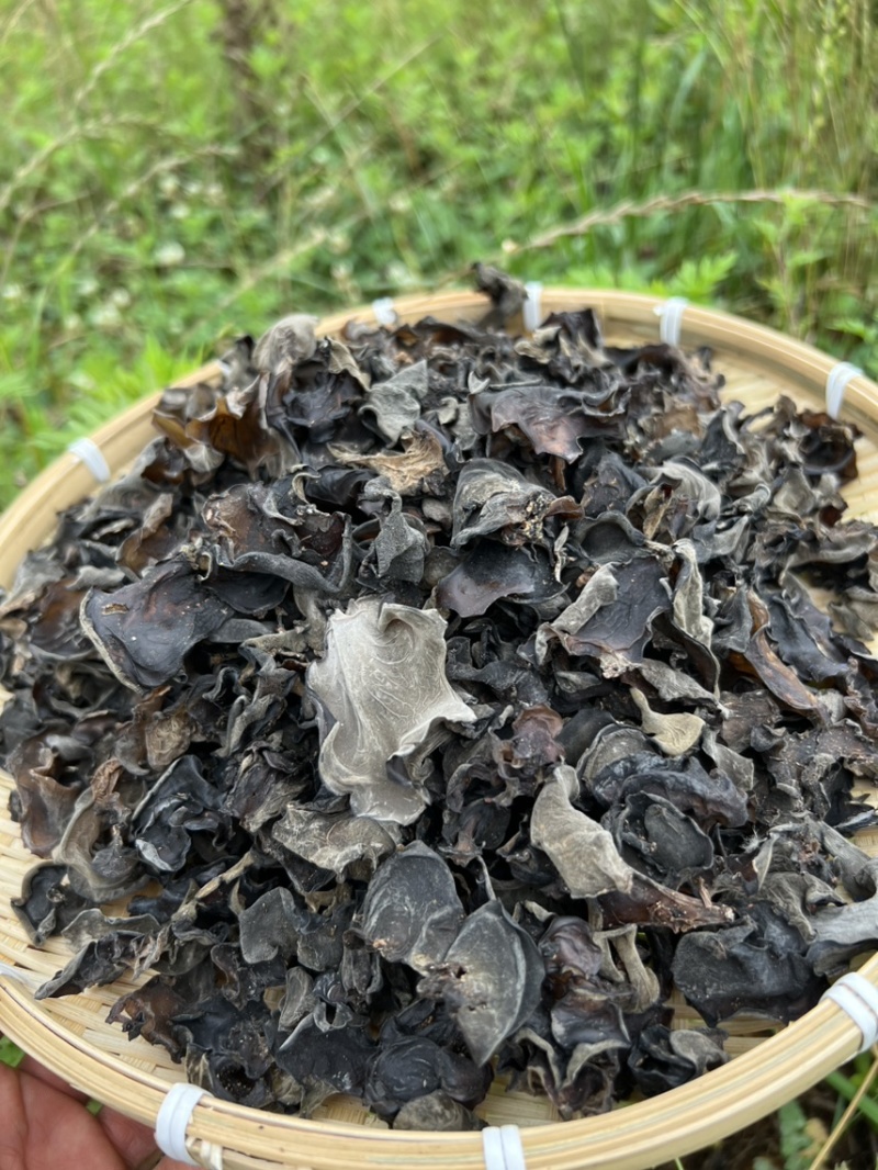云南深山老林木耳产地大量批发木耳干品量大从优