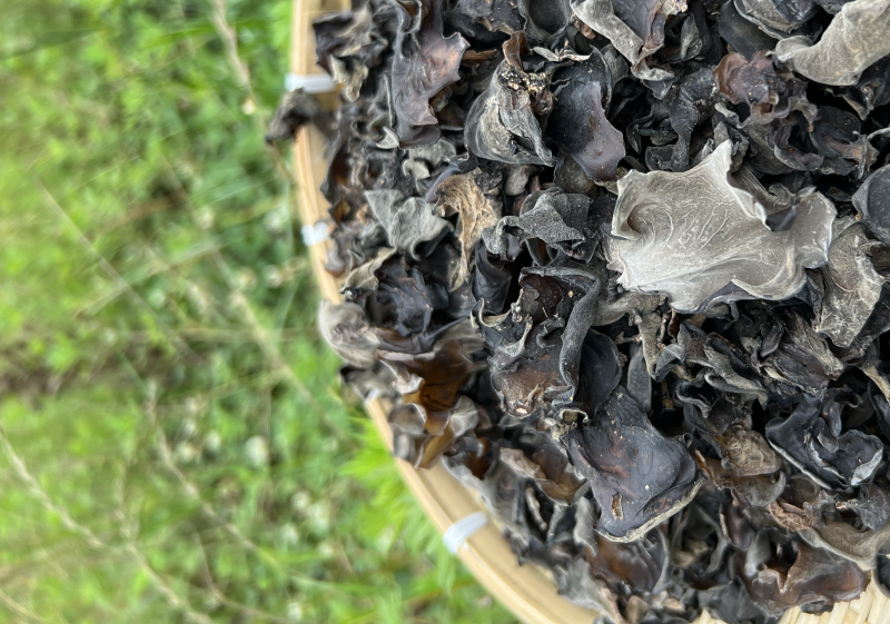 云南深山老林木耳产地大量批发木耳干品量大从优