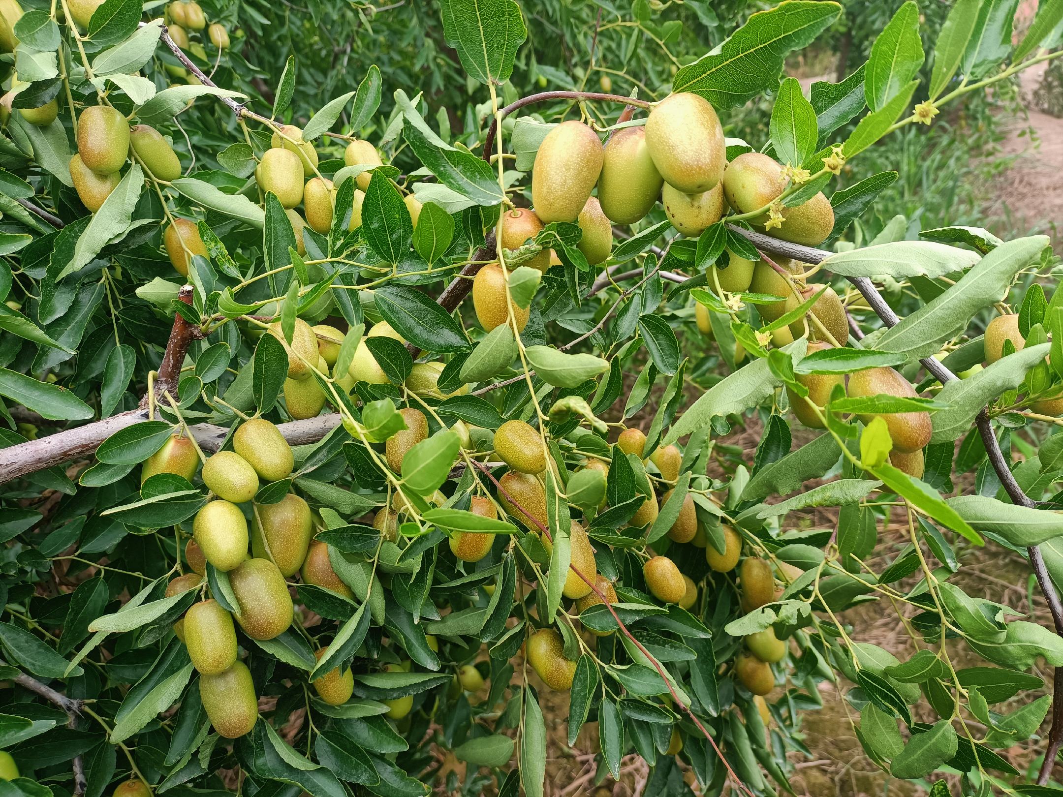 若羌灰枣与喀什灰枣植株对比图