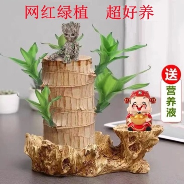 水培巴西幸运木格鲁特树人好养活遇水就活绿植