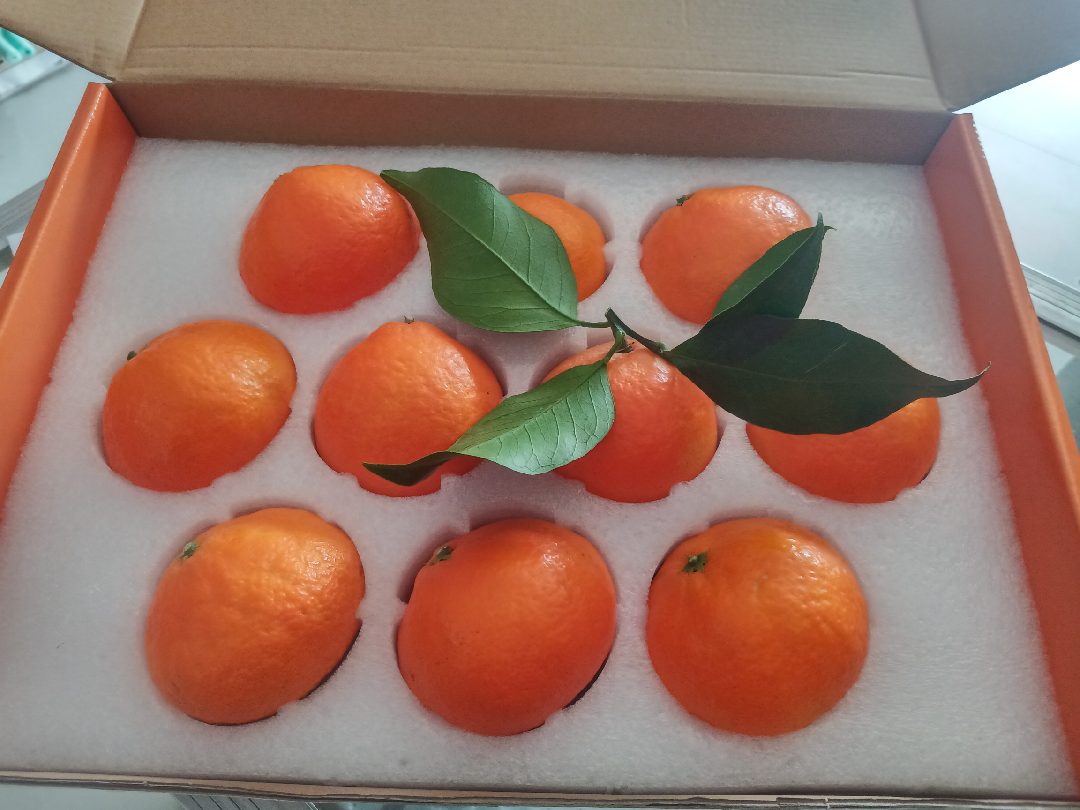 爱媛28号果汁饮品展示图