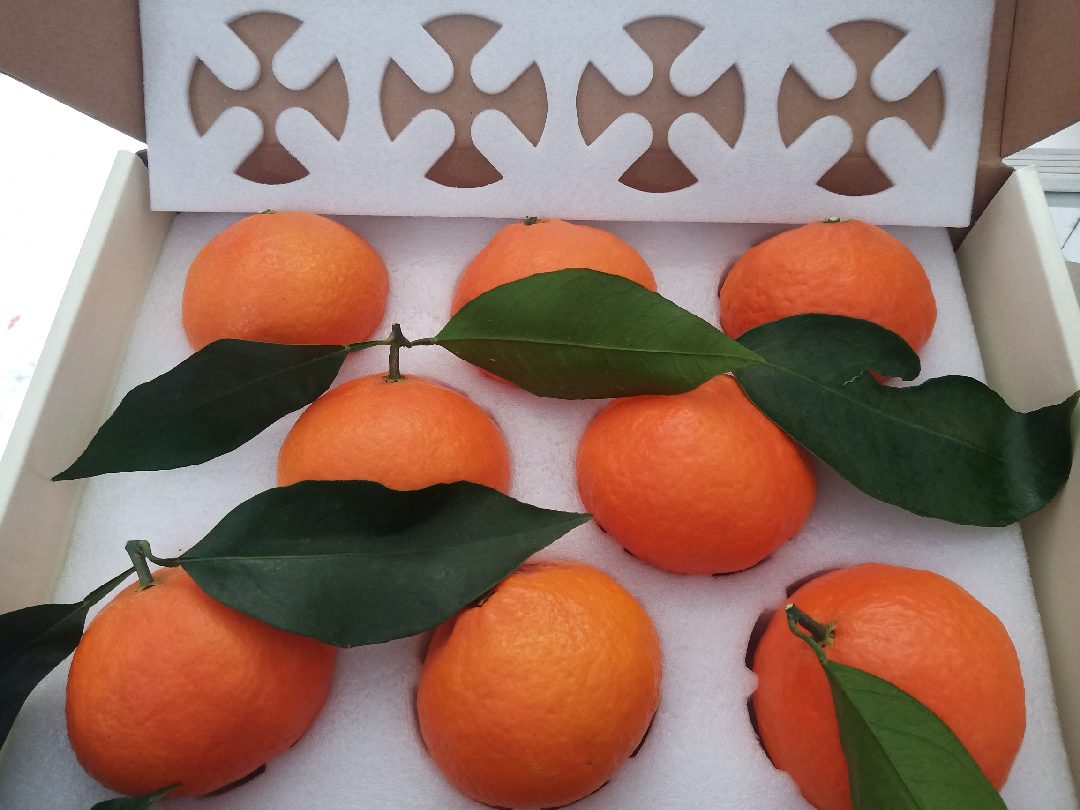 展示一杯装在玻璃杯中的爱媛橙冰沙,顶部装饰果肉,色彩清新 爱媛橙冰沙成品图