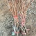 河北葡萄苗不分品种葡萄苗基地发货包成活率