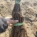 河北葡萄苗不分品种葡萄苗基地发货包成活率