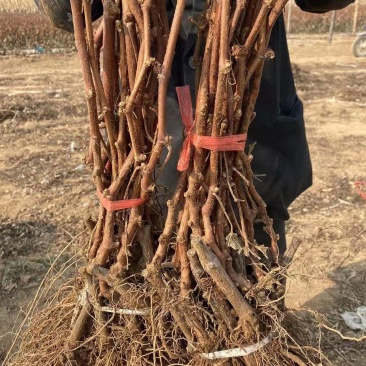 河北葡萄苗不分品种葡萄苗基地发货包成活率