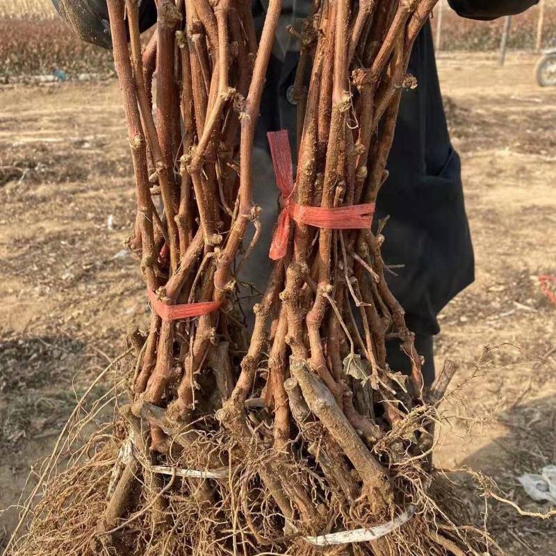 河北葡萄苗不分品种葡萄苗基地发货包成活率