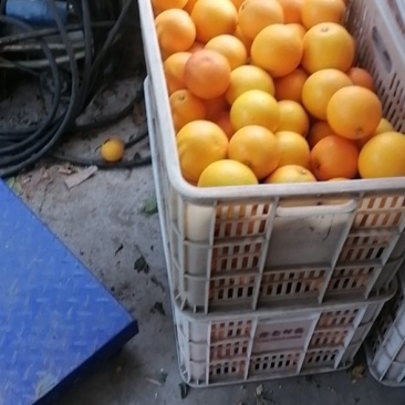 血橙大量上市甘甜蜜汁