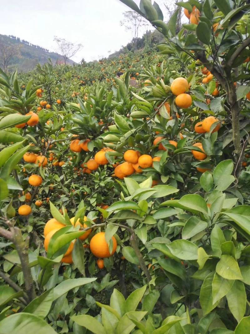 高山蜜桔量大从优每天出二十多万斤没问题！