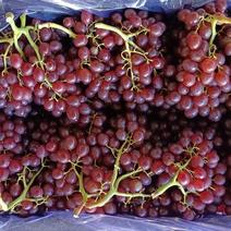 预售冷库储存红宝石葡萄，科瑞森，阳光玫瑰等品种