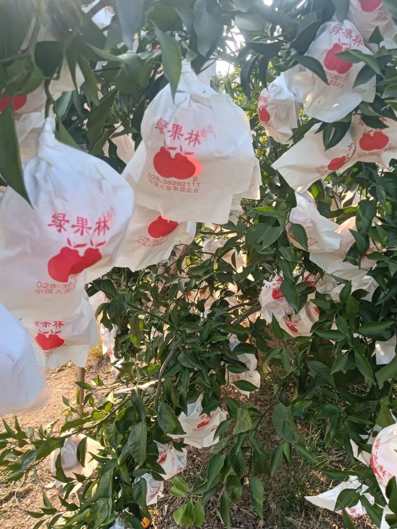 粑粑桔