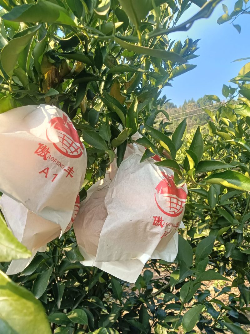 粑粑桔