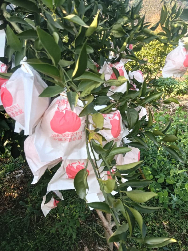 粑粑桔