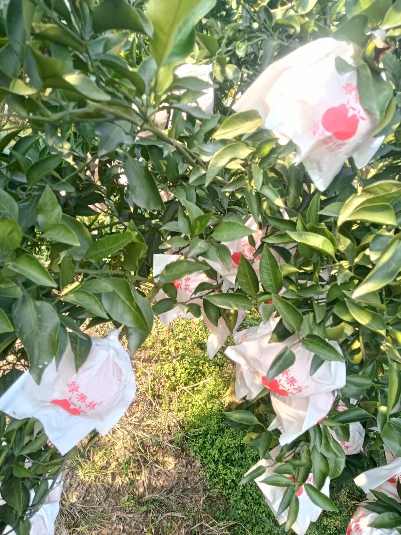 粑粑桔