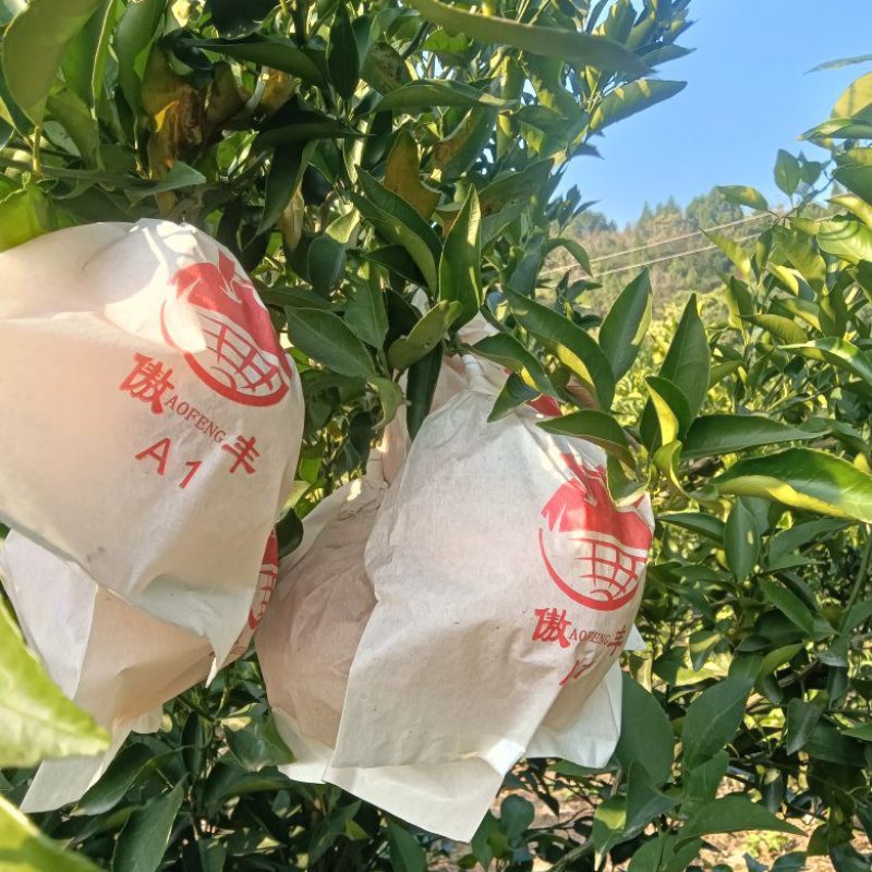 粑粑桔